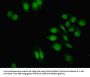 ZNF529 Antibody
