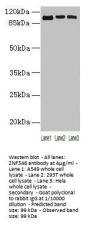 ZNF546 Antibody