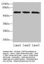 ZNF554 Antibody
