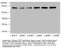 ZNF555 Antibody
