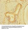 ZNF560 Antibody