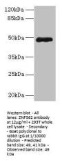 ZNF562 Antibody