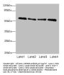ZNF563 Antibody