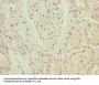 ZNF596 Antibody