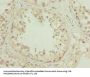 ZNF622 Antibody