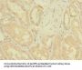 ZNF624 Antibody