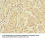 ZNF624 Antibody