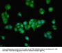 ZNF624 Antibody
