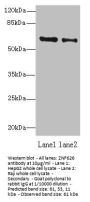 ZNF626 Antibody