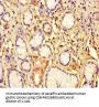 ZNF627 Antibody