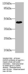 ZNF670 Antibody