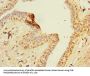 ZNF670 Antibody