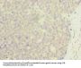 ZNF688 Antibody