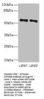 ZNF689 Antibody