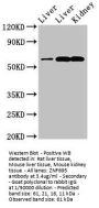 ZNF695 Antibody