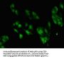 ZNF695 Antibody