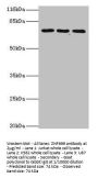ZNF699 Antibody