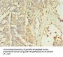 ZNF699 Antibody