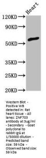 ZNF703 Antibody