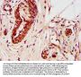 ZNF703 Antibody