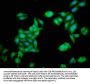 ZNF703 Antibody