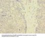 ZNF707 Antibody