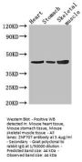 ZNF707 Antibody