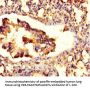 ZNF77 Antibody