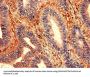ZNF791 Antibody