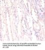 FUS Antibody