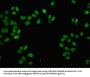 FUS Antibody