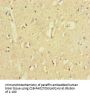 ZNF800 Antibody