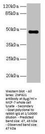 ZNF821 Antibody