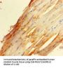 ZBED1 Antibody