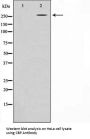 CREBBP Antibody
