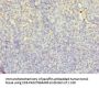 LYZ Antibody