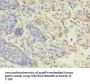 LYZ Antibody