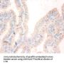 NME1 Antibody