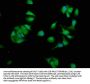 NME1 Antibody