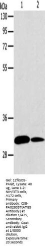 ATG5 Antibody