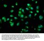 TXN Antibody