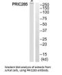HELZ2 Antibody