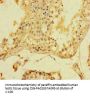 SRF Antibody