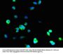 SOD1 Antibody