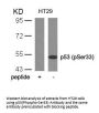 Phospho-TP53 (Ser33) Antibody