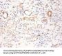PKM Antibody