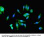 PKM Antibody