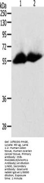 MMP11 Antibody