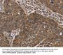 OXTR Antibody