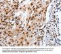 MUTYH Antibody